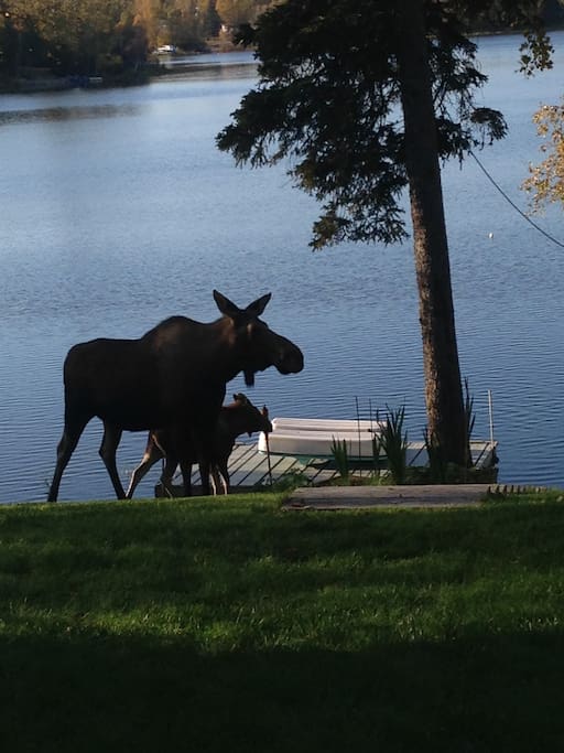 Mama and Baby Visitor