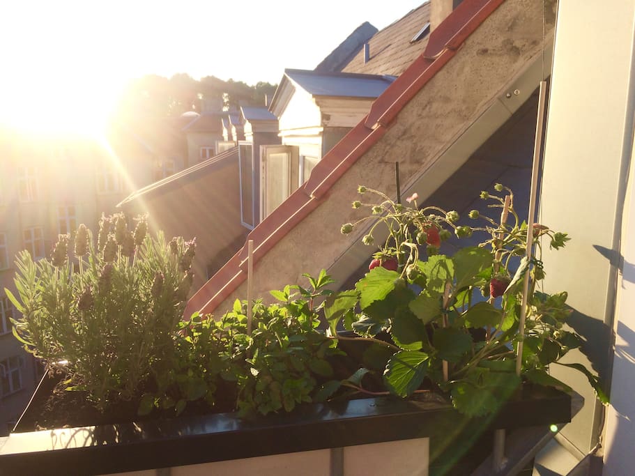 Balcony