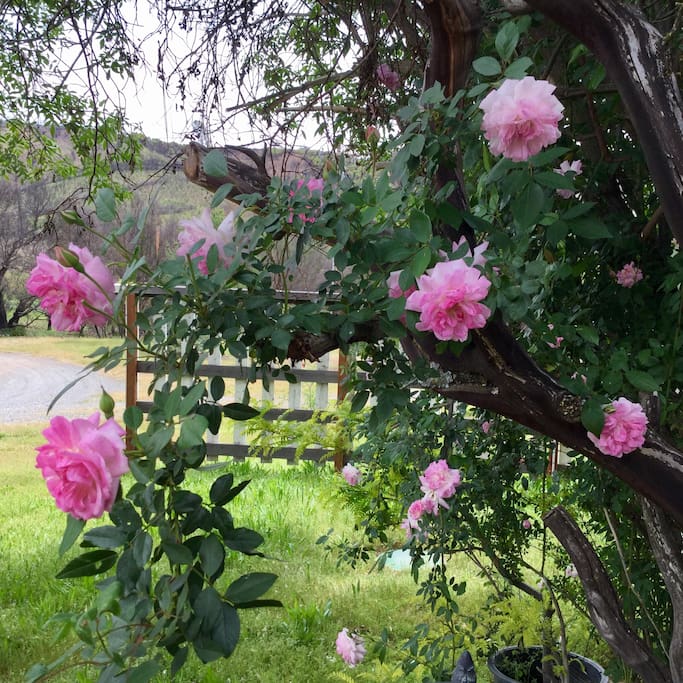 Climbing roses in springtime as you approach our front door.