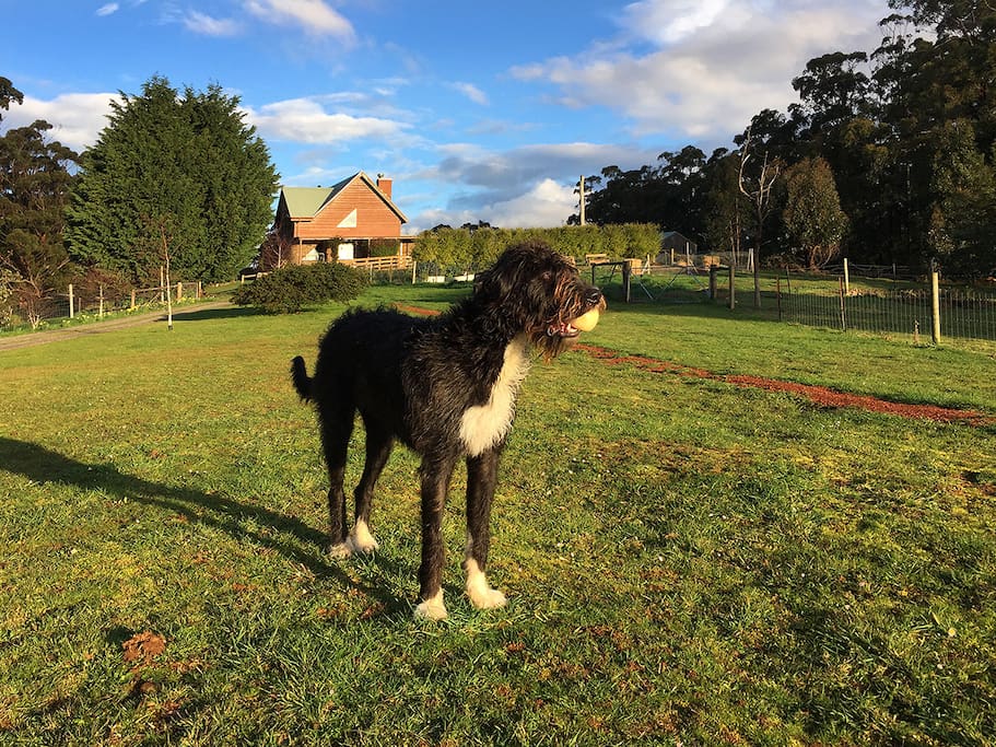 Tippi, my beautiful gentle giant!