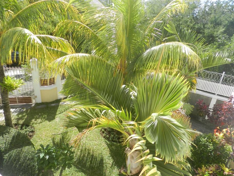 Tropical Garden