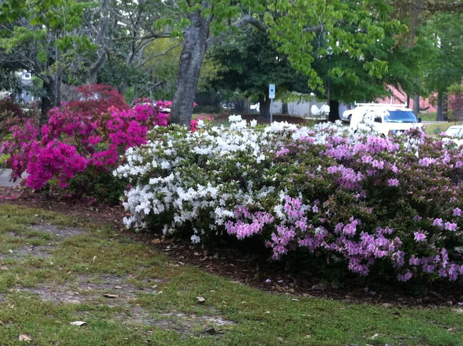 Greenfield's Azaleas in bloom.