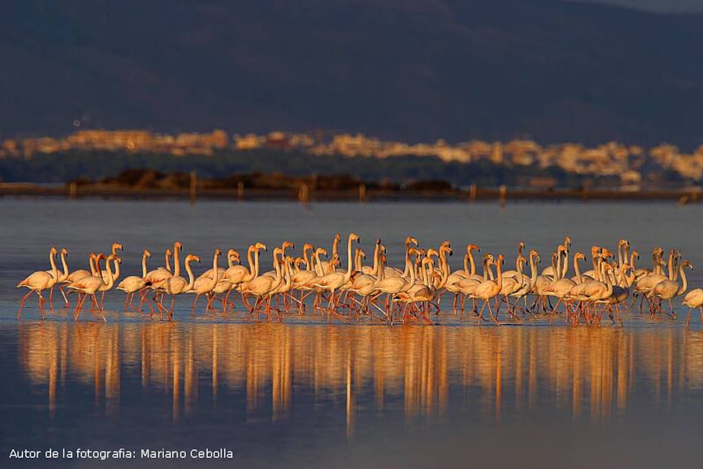 Flamingos en la Bahía