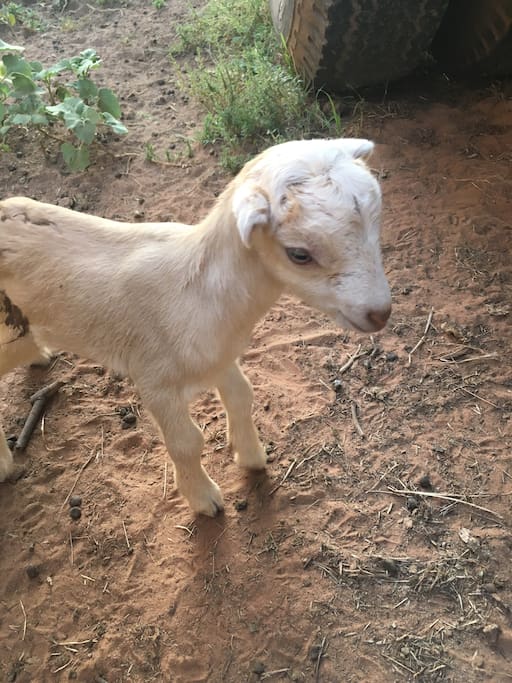 This little girl is just a few days old in this picture. One of the experiences to choose from involves milking a mother dairy goat just like her.