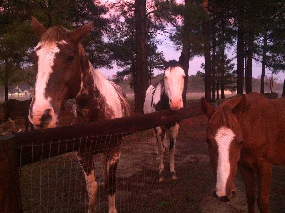 The welcoming committee!