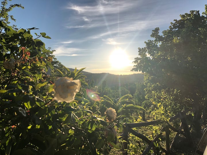 Green Deluxe Apartment Vacation homes for Rent in Policastrello