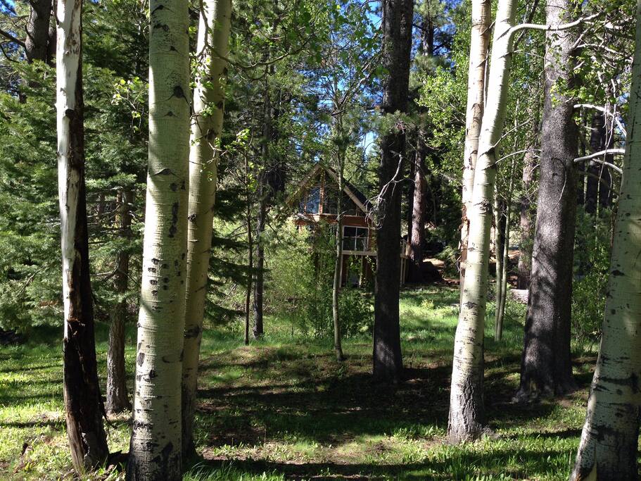Backyard view
