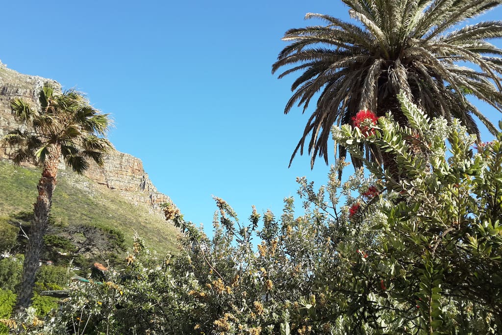 View from the treehouse terrace of the garden and Muizenberg Mountain
