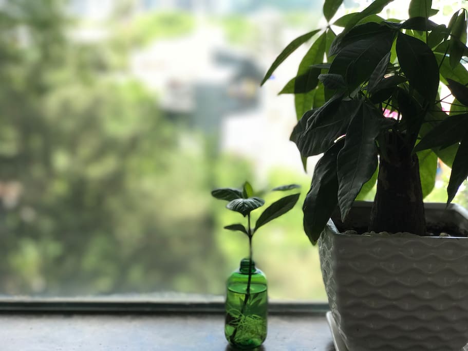 The window sill at your room. The plants will nicely live with you.