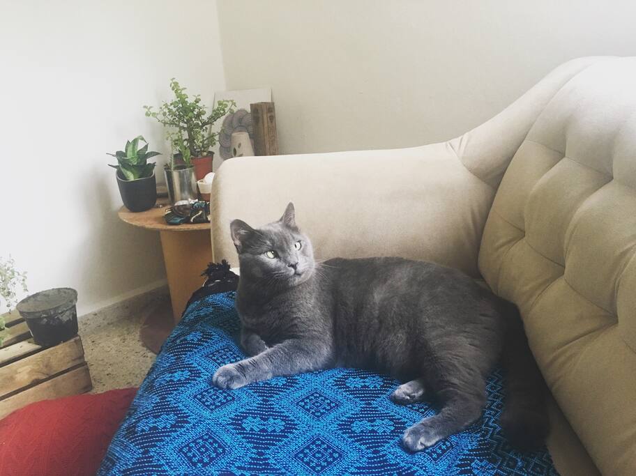 El dueño de la casa / Department's owner