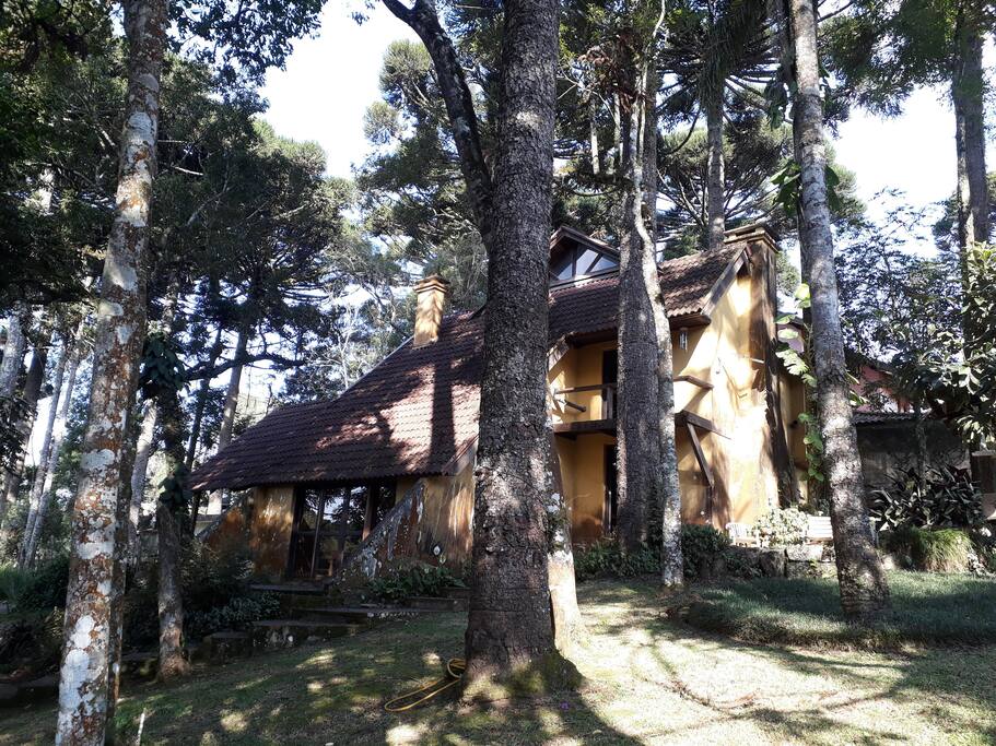 muitos pinheiros