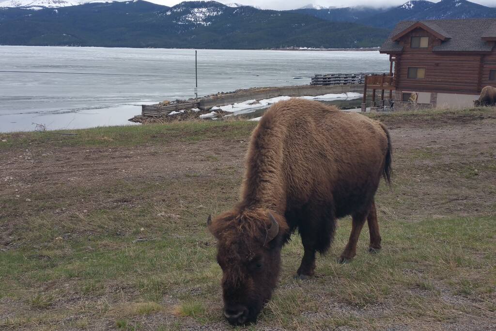 Buffalo grazing next to cabin