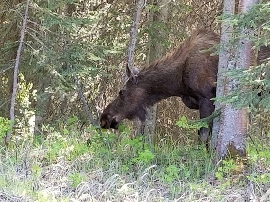 The neighbor
