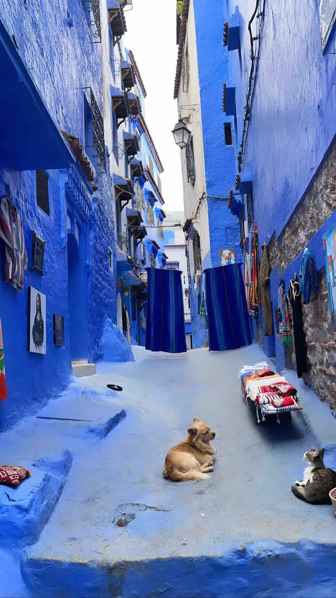 A narrow street lined with vibrant blue walls is captured, featuring traditional textiles hanging among the buildings. A dog rests quietly on the ground, with a glimpse of a cat nearby. The scene conveys a peaceful atmosphere, enhanced by the soft blue tones.