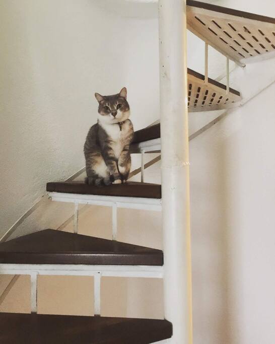 Hello, Cat!