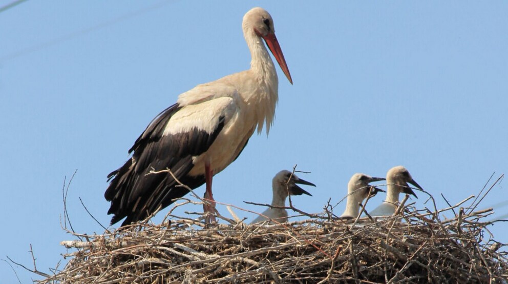 A large stork is perched on the edge of a nest made of twigs, overlooking three chicks nestled within. The nest is situated on a tall platform against a clear blue sky, illustrating the natural habitat of these birds.