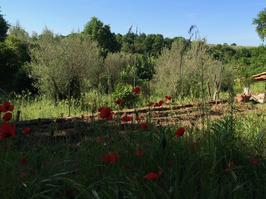 View from the terrace - the vegetable garden