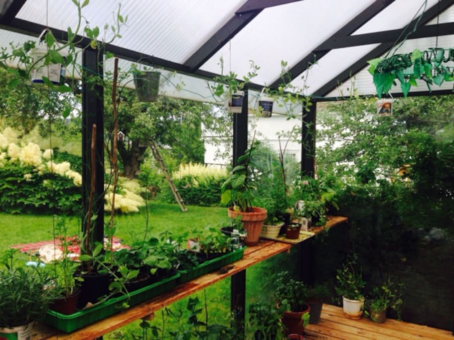 green house - pick a tomato or herbs during summertime.