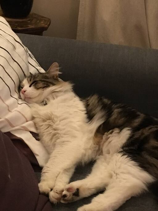 Fergus loves to relax!