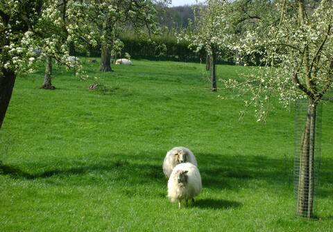 Hoeve Schevey luxury holiday home in 't Heuvelland