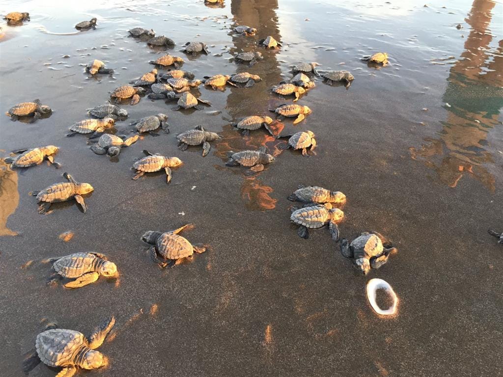 A sandy beach scene features numerous baby turtles making their way across the wet sand towards the ocean. The setting sun casts a warm glow on the turtles, while reflections in the water highlight the shoreline. Footprints can be seen in the background.