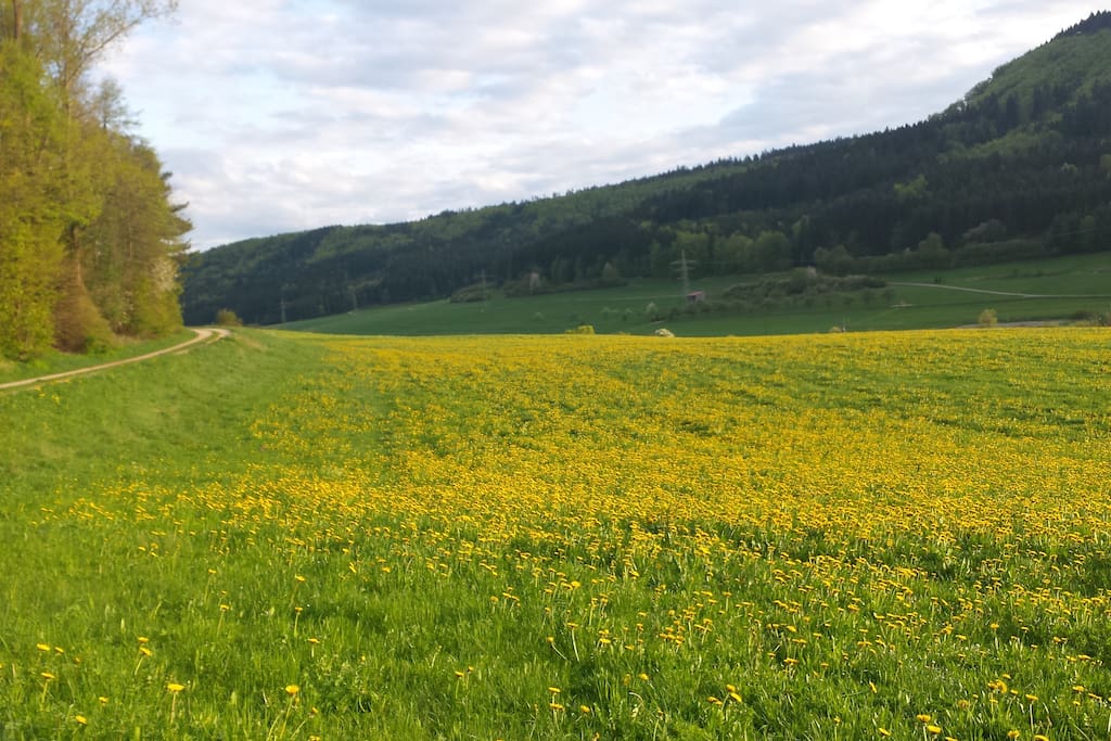 Unsere Grüne und stille Umgebung lädt zum Entspannen und Wandern ein. Geniesen Sie die Ruhe!