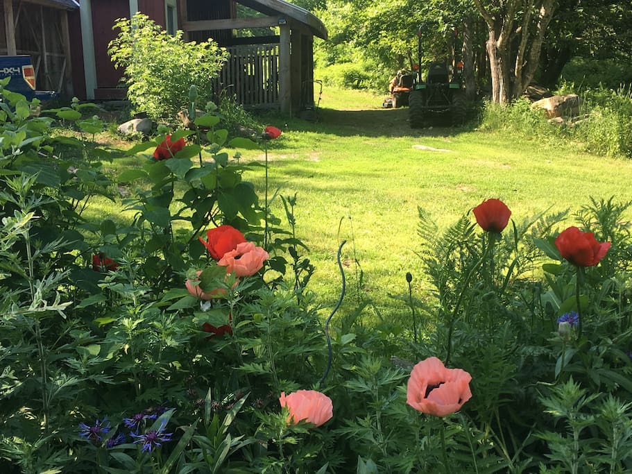 June 2018 poppies have arrived!