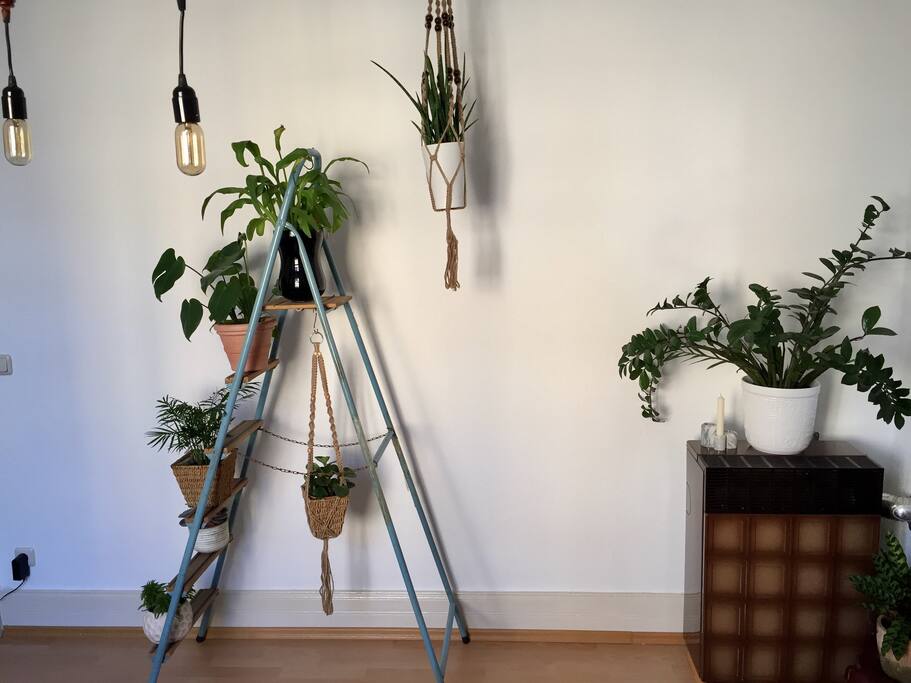Living room/tiny Dschungel