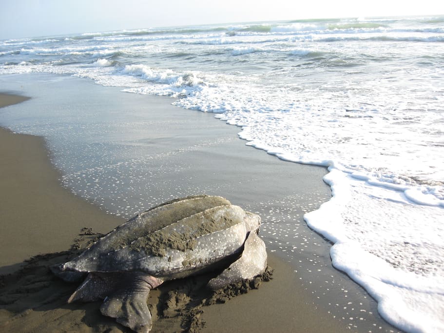 Leatherback turtle