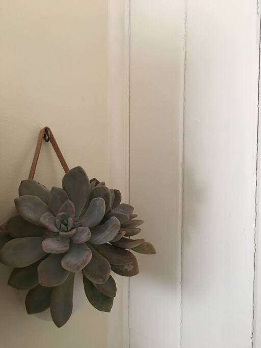 Succulents.