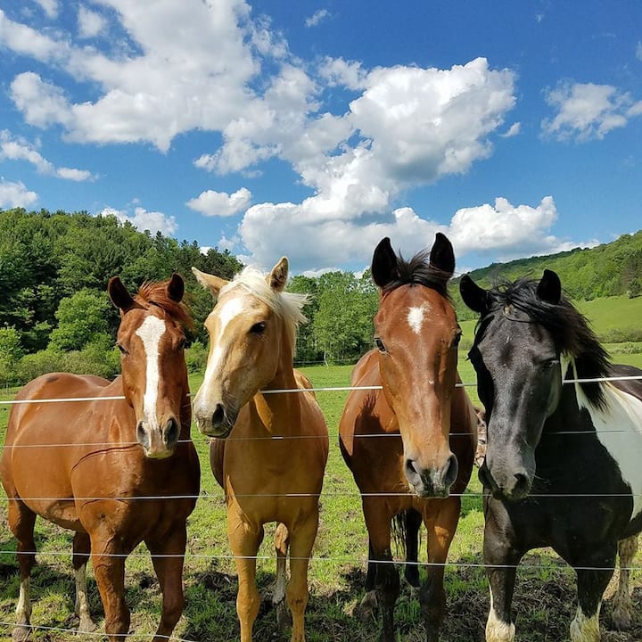 Smethport Vacation Rentals & Homes Pennsylvania, United States Airbnb