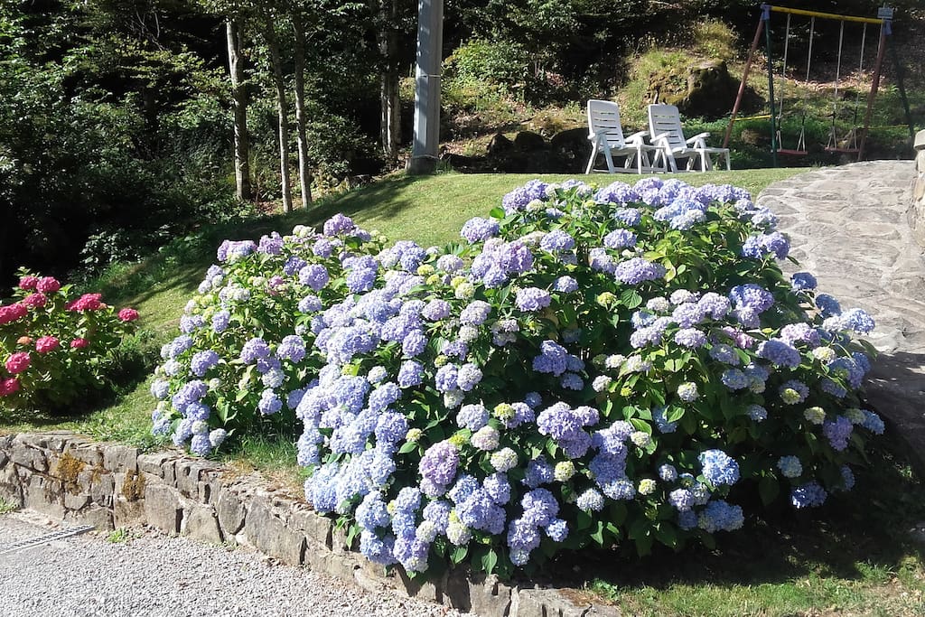 Giardino