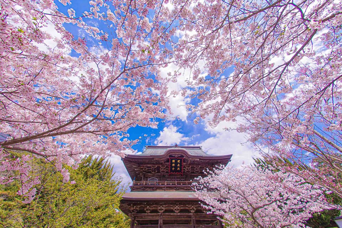 Cherry blossom trees frame a traditional building, their delicate pink flowers creating a vibrant contrast against a bright blue sky. Wisps of clouds can be seen above, enhancing the serene atmosphere of the historic site surrounded by lush greenery.