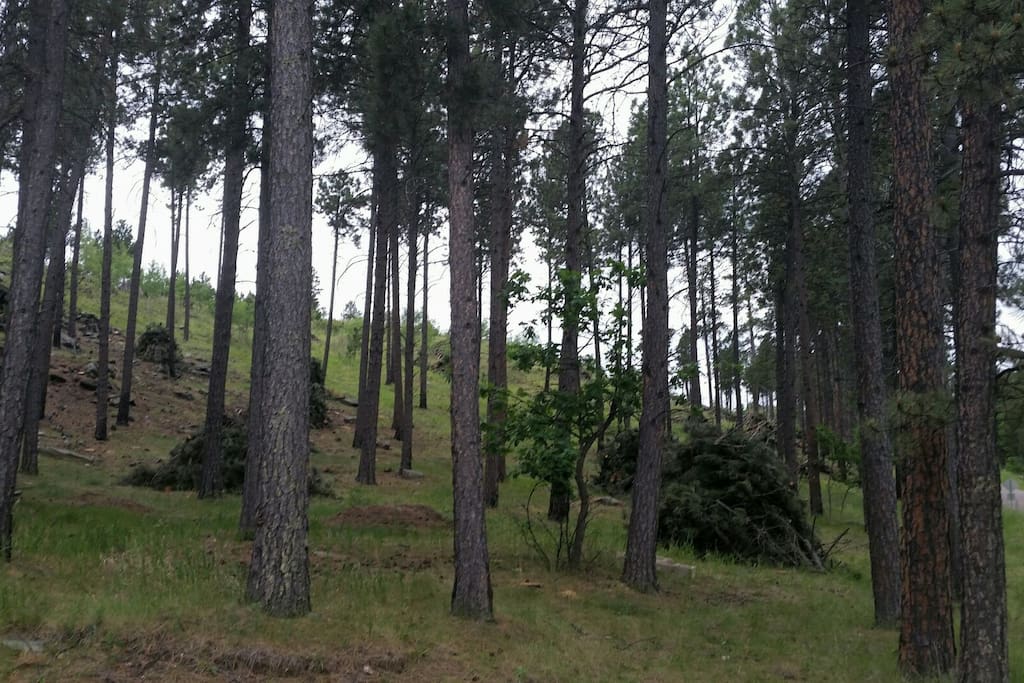 Surrounded by beautiful National Forest views.