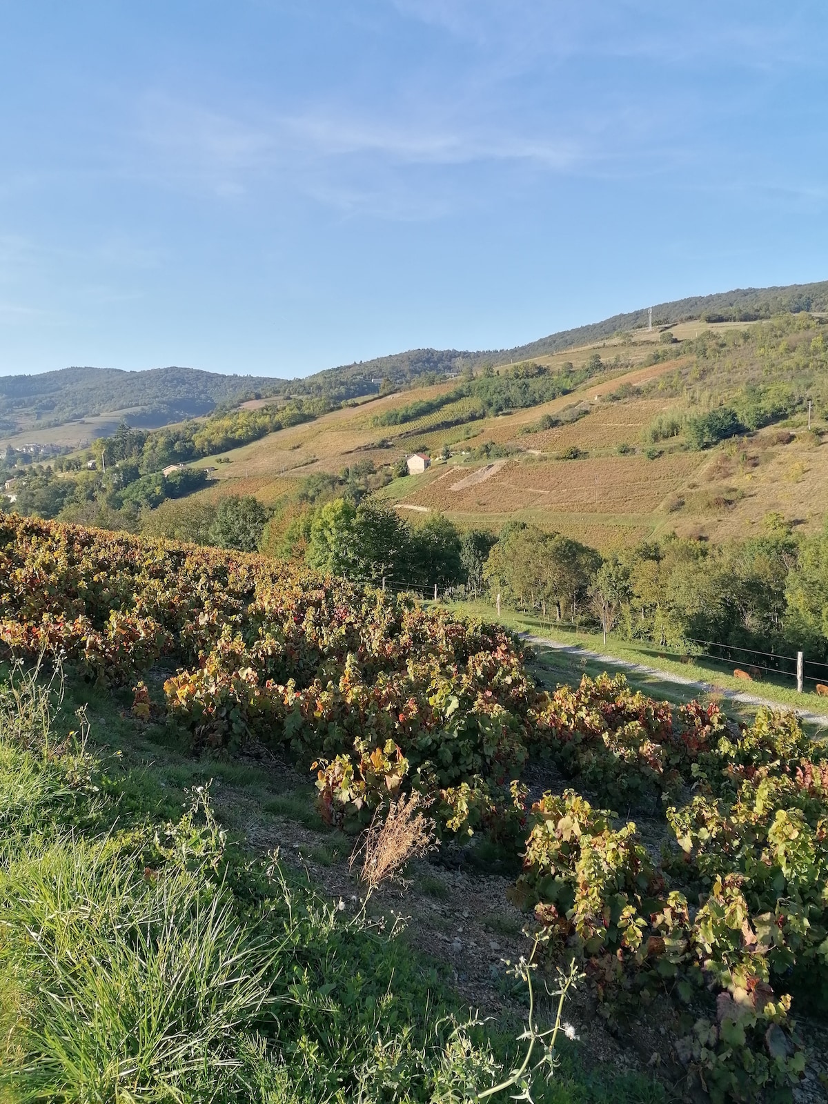 Lush vineyards stretch across rolling hills under a clear blue sky. A small building is nestled among the greenery, surrounded by vibrant foliage. The terrain gently slopes, creating a natural landscape that invites exploration and connection with nature.
