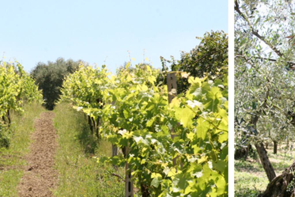 fattoria