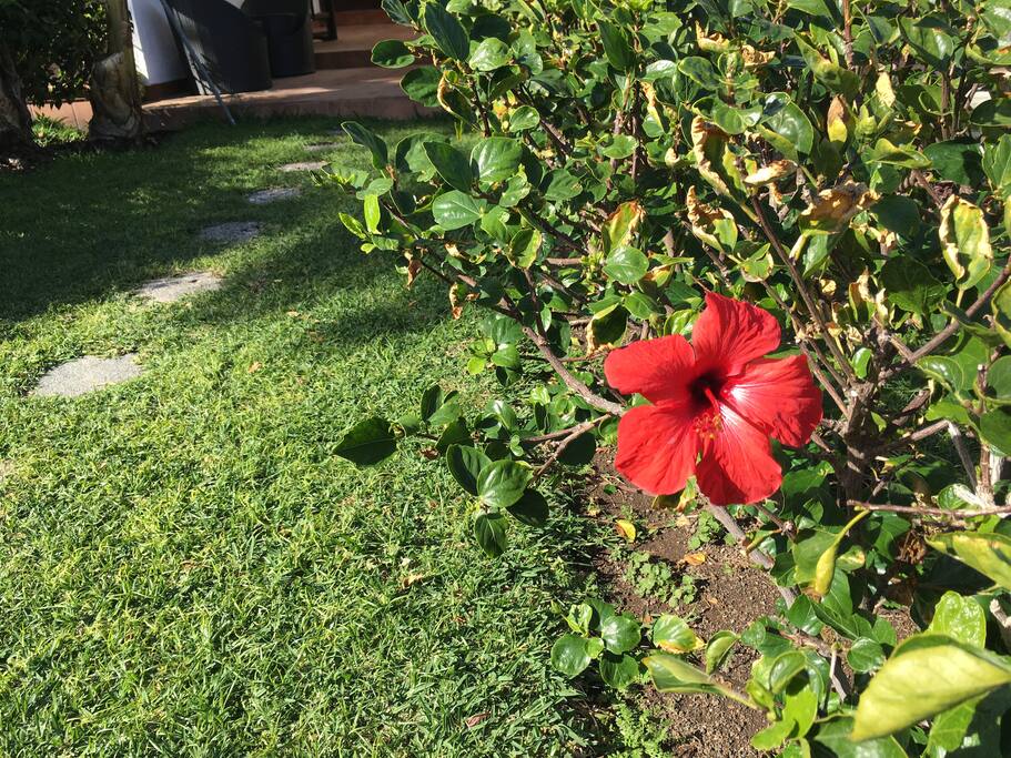 Un jardín precioso