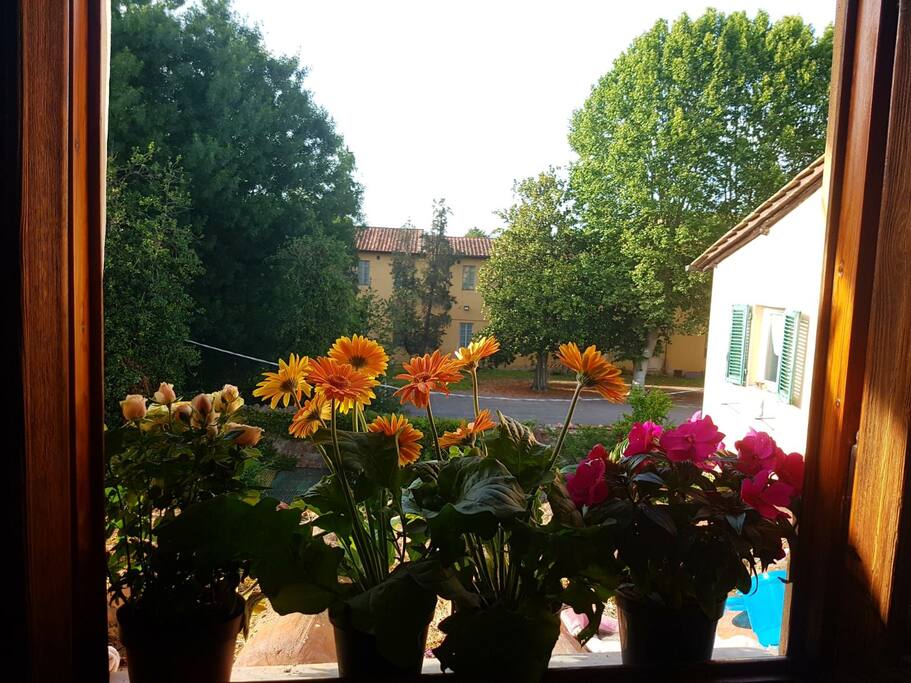 flowers from hallway window