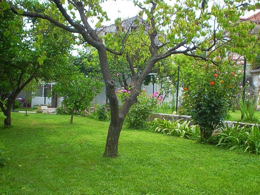 garden (house and surroundings)
