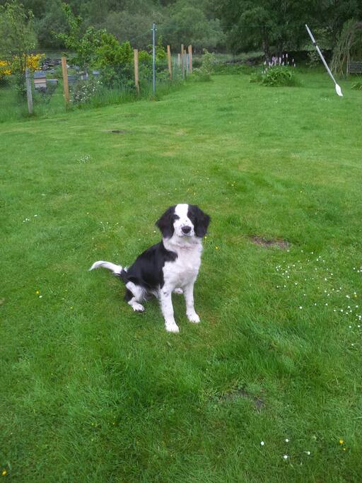 Very friendly & enthusiastic puppy!