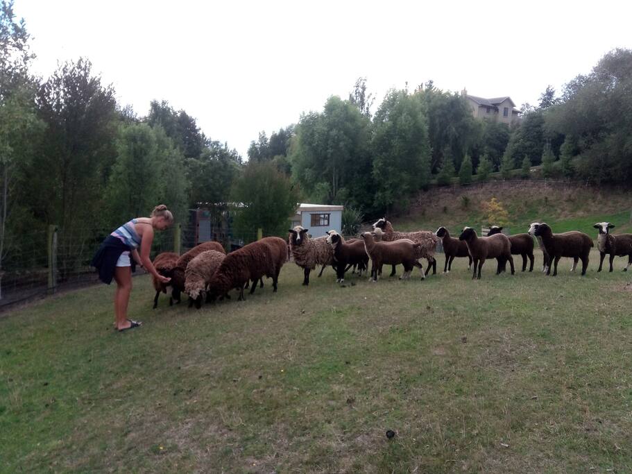 Feed the sheep
