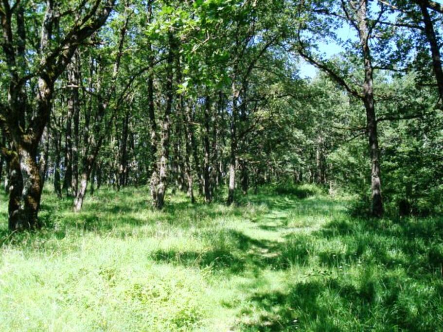 Parc boisé