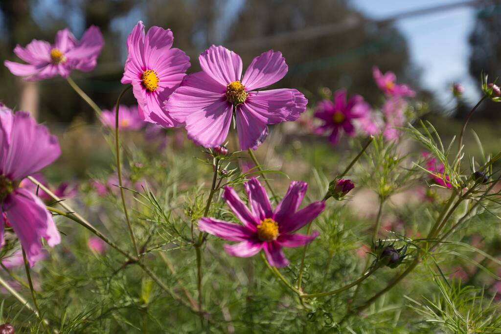 flowers everywhere