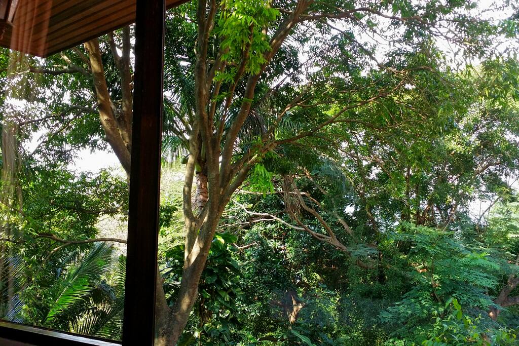 View from King Bedroom