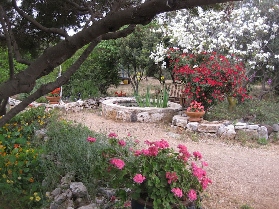 Villa Adama, the small pool with water plants