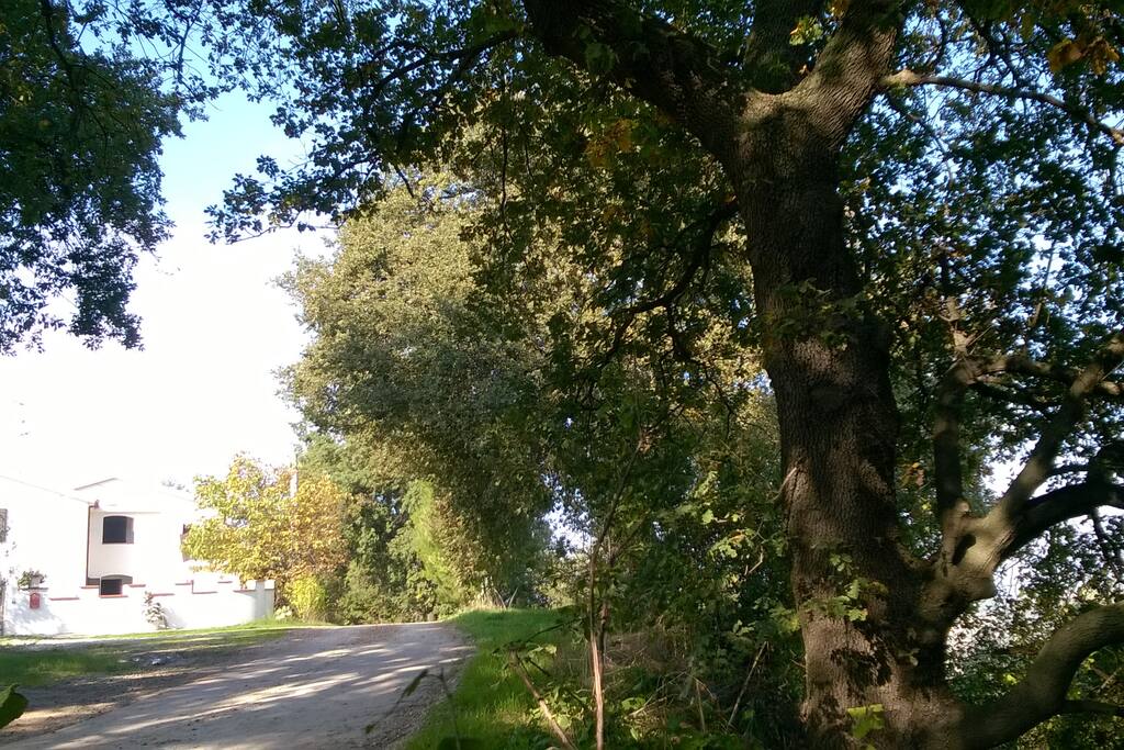 Dintorni