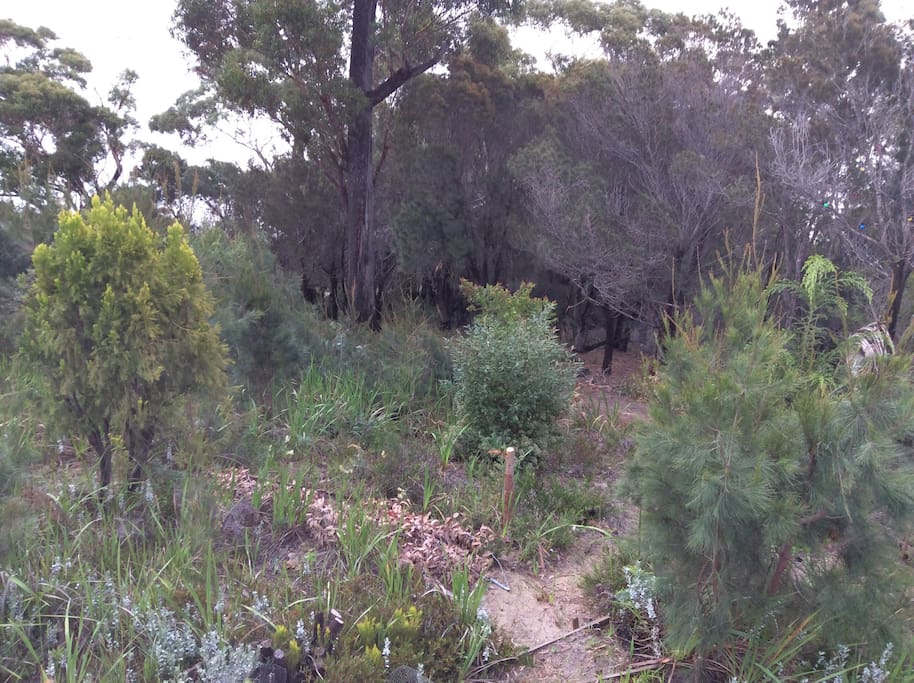 Track leading down to the water