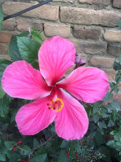 Hibiscus flower in d Garden