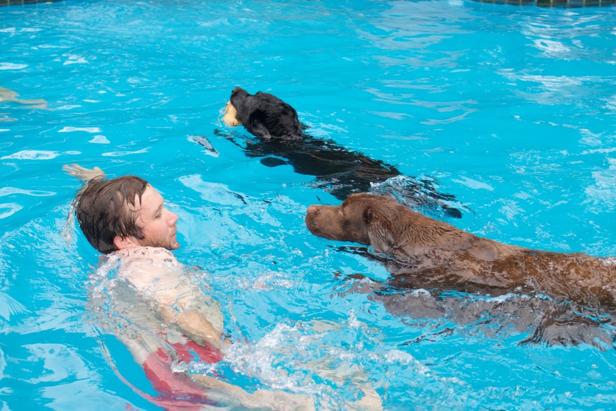 Two friendly dogs swim alongside a person in a vibrant blue pool. One dog plays with a toy while the other approaches. Clear water allows for a view of the dog's movements, enhancing the playful atmosphere of the scene.