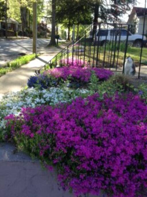 Spring is an especially beautiful time in my yard!